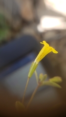 Erythranthe pulsiferae