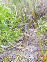 Pterostylis nigricans