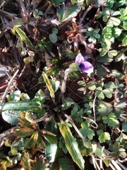Viola philippica
