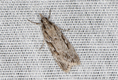 Scoparia ochrophara