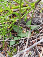 Pterostylis nigricans