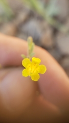 Erythranthe pulsiferae