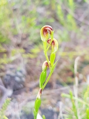 Pterostylis nigricans