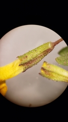 Erythranthe pulsiferae