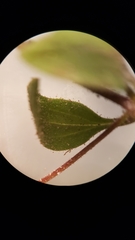 Erythranthe pulsiferae