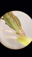 Erythranthe pulsiferae