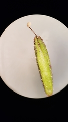 Erythranthe pulsiferae