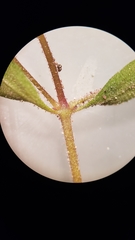 Erythranthe pulsiferae