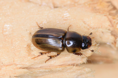 Labarrus cincticulus