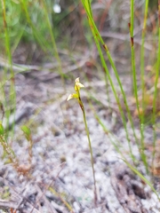Genoplesium pumilum
