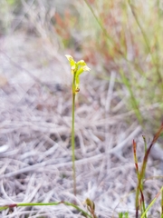 Genoplesium pumilum