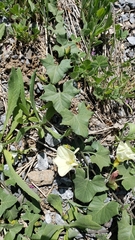 Calystegia occidentalis occidentalis