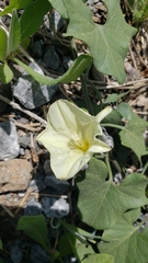 Calystegia occidentalis occidentalis
