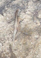 Tropidurus etheridgei