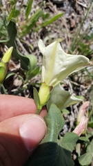 Calystegia occidentalis occidentalis