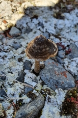 Entoloma perzonatum