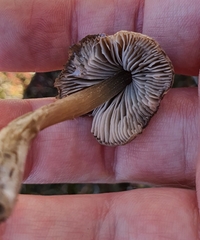 Entoloma perzonatum