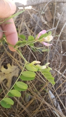 Lathyrus brownii