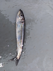 Clupea harengus membras