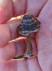 Entoloma perzonatum