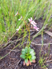 Stylidium ornatum