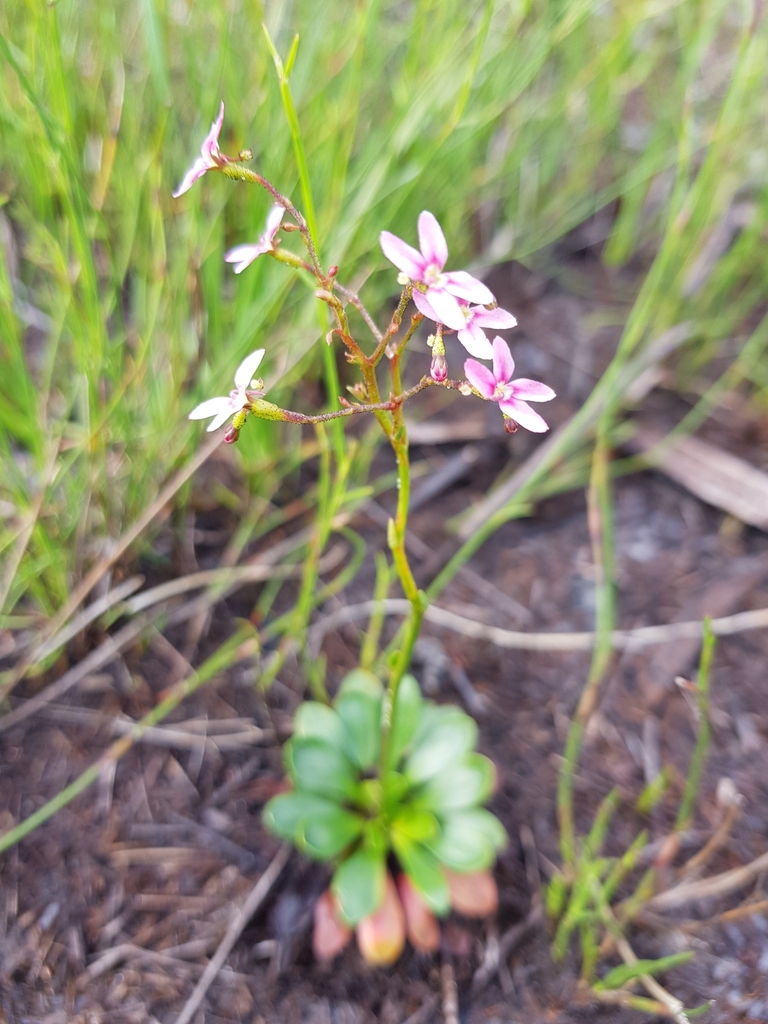 Stylidium ornatum