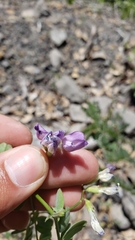 Lathyrus brownii