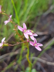 Stylidium ornatum