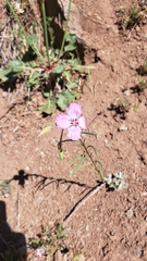 Clarkia lassenensis