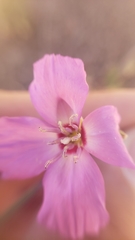 Clarkia lassenensis