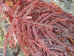 Neoptilota densa