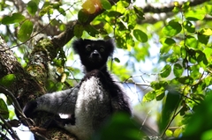 Indri indri
