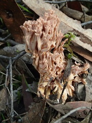 Ramaria pyrispora