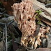 Ramaria pyrispora - Photo (c) Helen Schofield, some rights reserved (CC BY-NC), uploaded by Helen Schofield