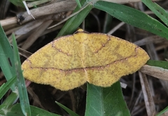 Periclina syctaria