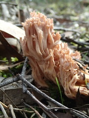 Ramaria pyrispora