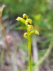 Genoplesium pumilum