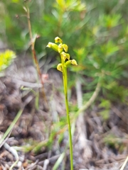 Genoplesium pumilum
