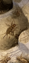 Gryllodes sigillatus