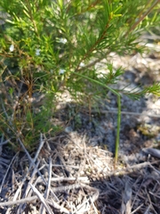 Genoplesium pumilum