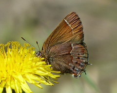 Callophrys gryneus rosneri