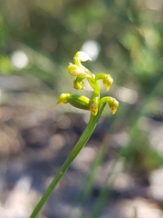 Genoplesium pumilum