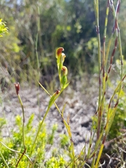 Pterostylis nigricans