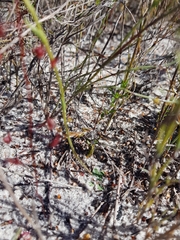Pterostylis nigricans