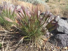Elymus elymoides brevifolius