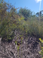 Pterostylis nigricans