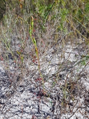 Pterostylis nigricans