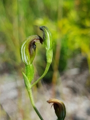 Pterostylis nigricans