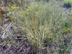 Pterostylis nigricans