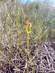 Pterostylis nigricans